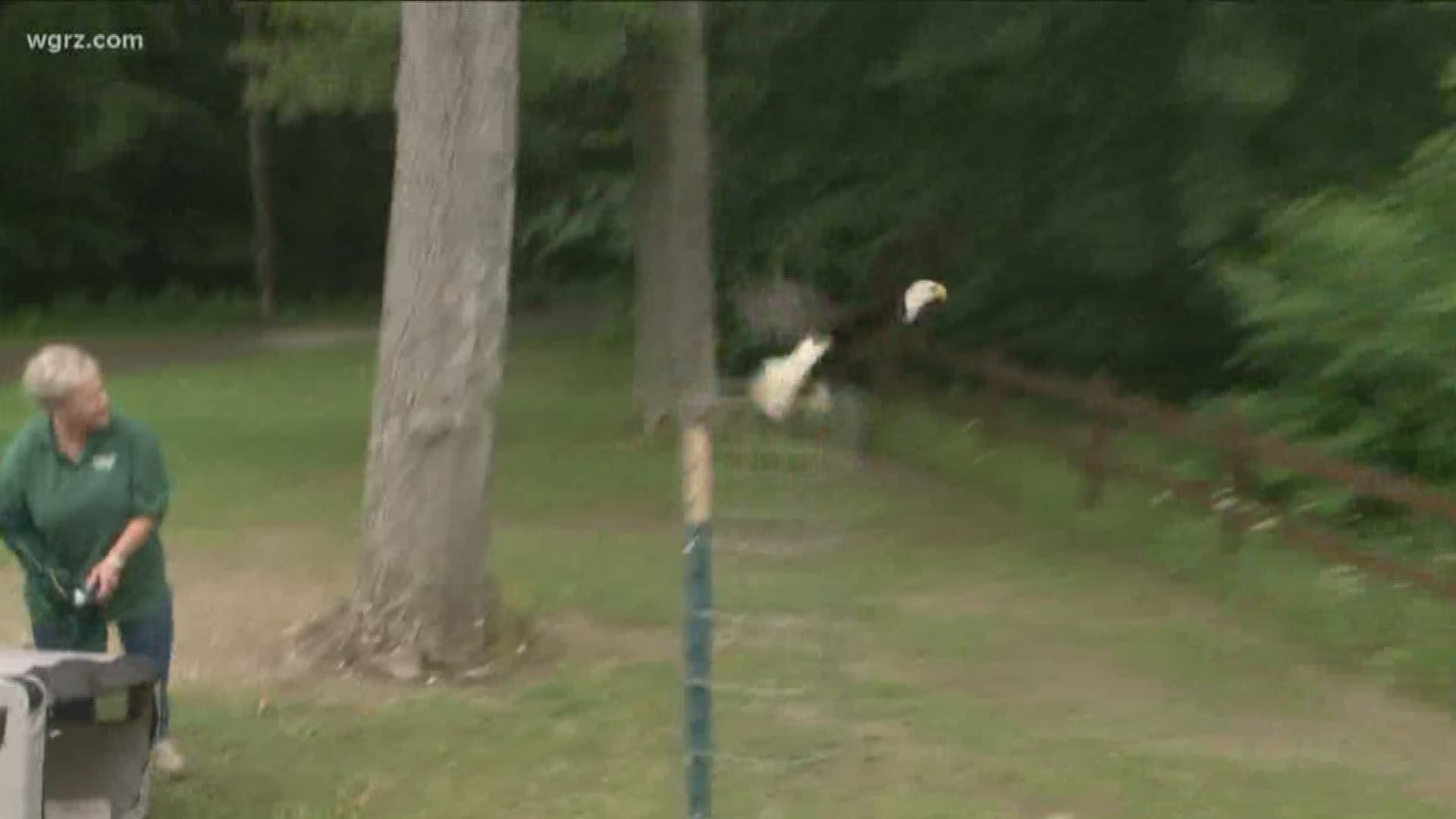 Rescued Bald Eagle Released Into Wild