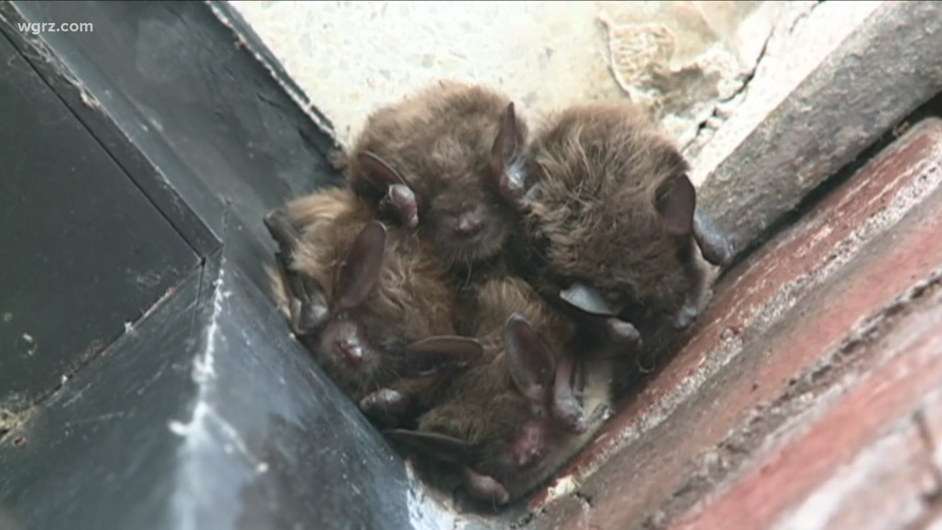 White-nose syndrome has devastated bat populations across North America.