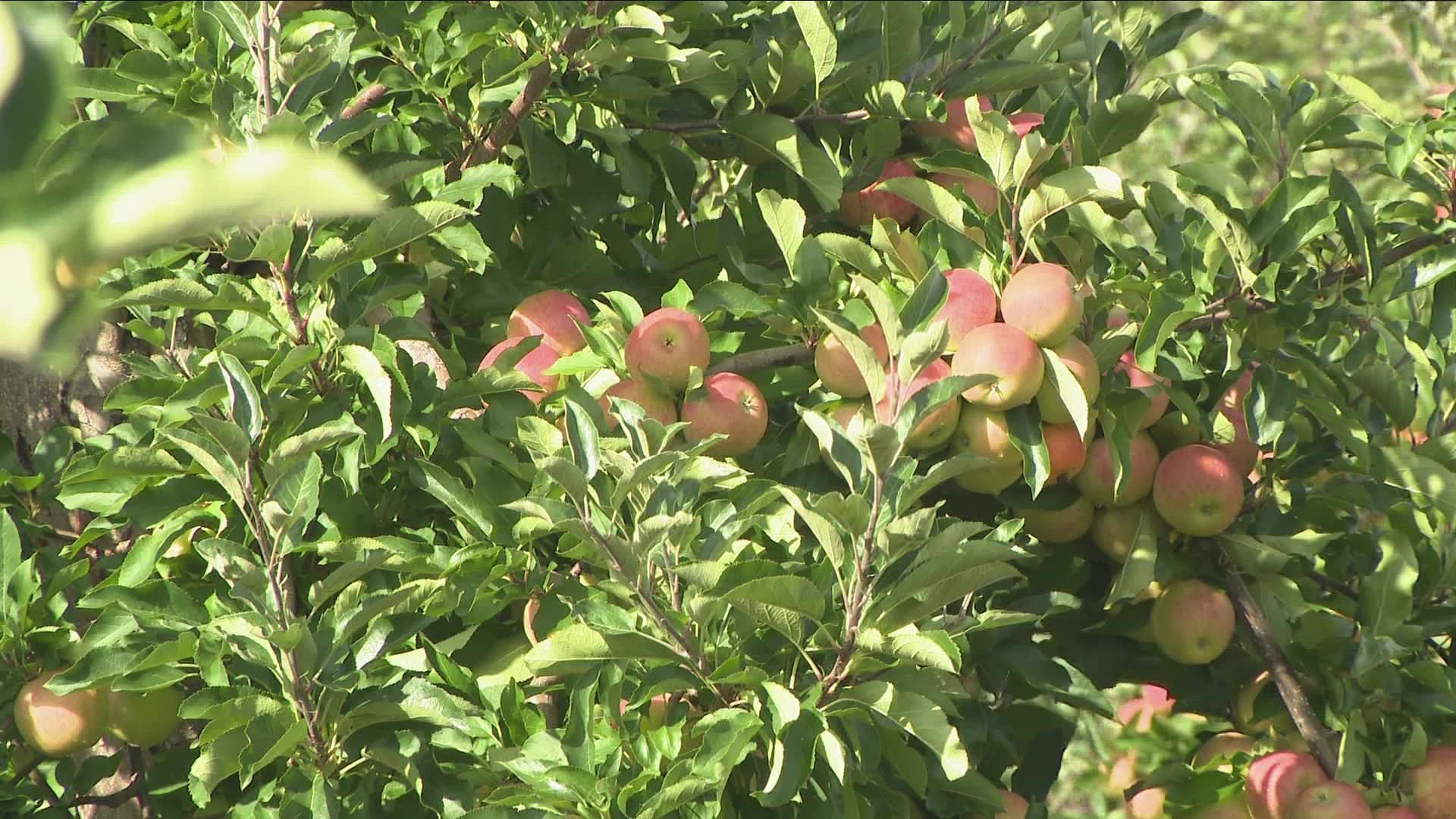 We've all been feeling the heat of this summer, and so have local businesses like Becker Farms, which have been experiencing the effects of a statewide drought.