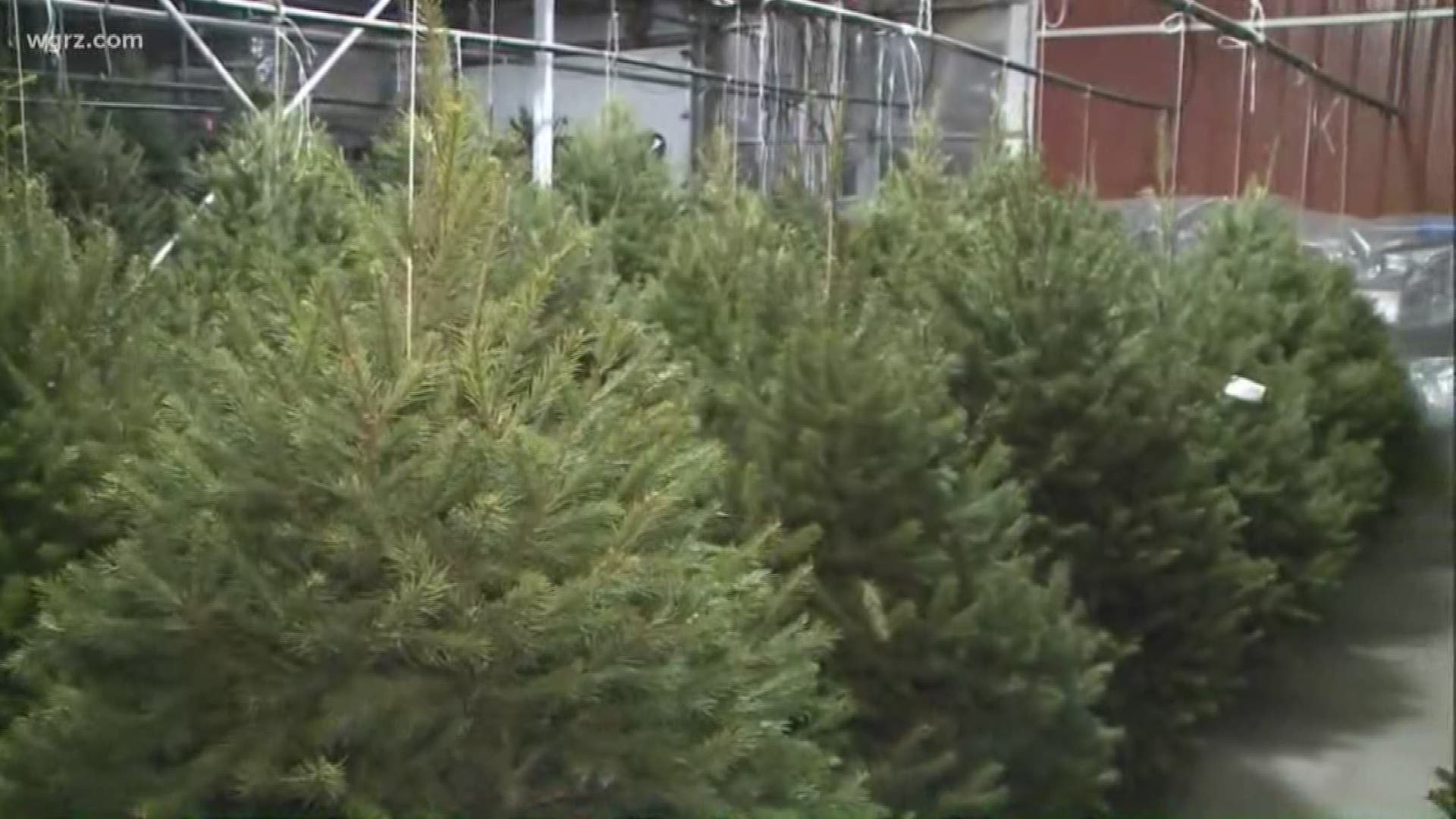 East Amherst farm market says Saturday was their busiest day for Christmas tree sales ever