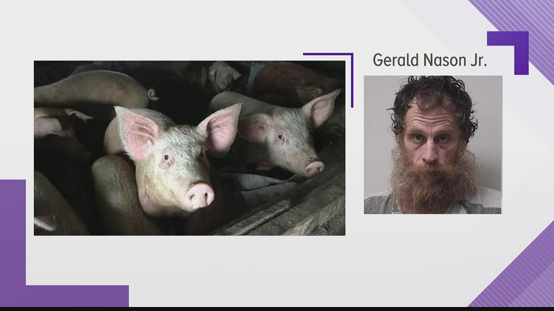 Man Charged After SPCA Seized 72 Pigs