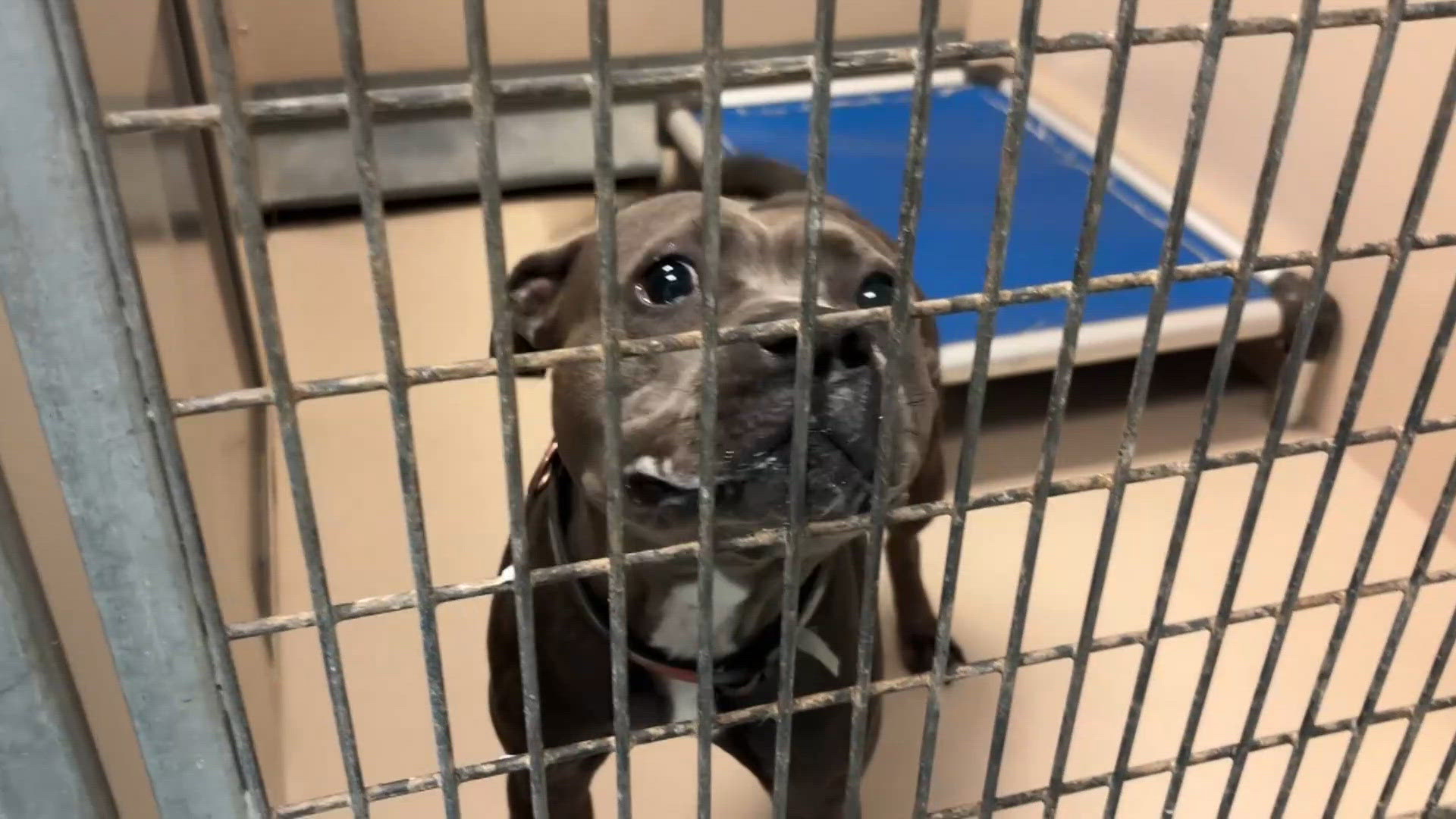 The city of Buffalo's animal shelter is at capacity | wgrz.com