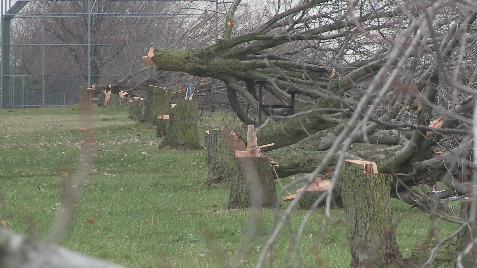 The City of Buffalo says thousands of trees will be planted to replace them.