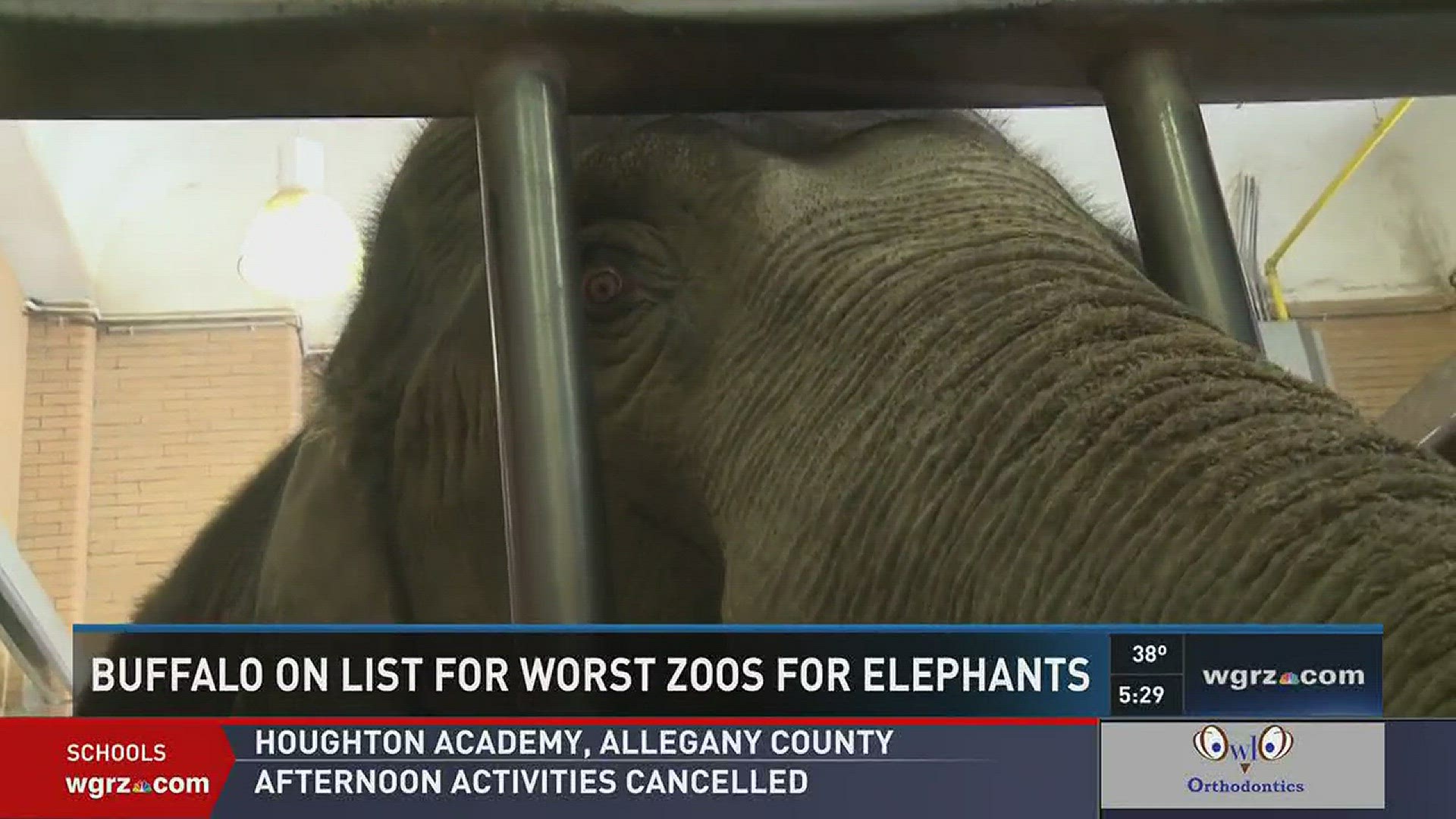Buffalo On List For Worst Zoos For Elephants