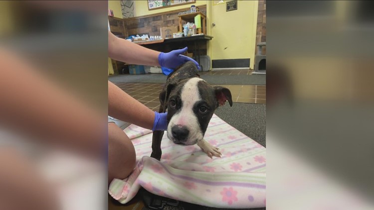 Severely Abused Puppy Found In Bag