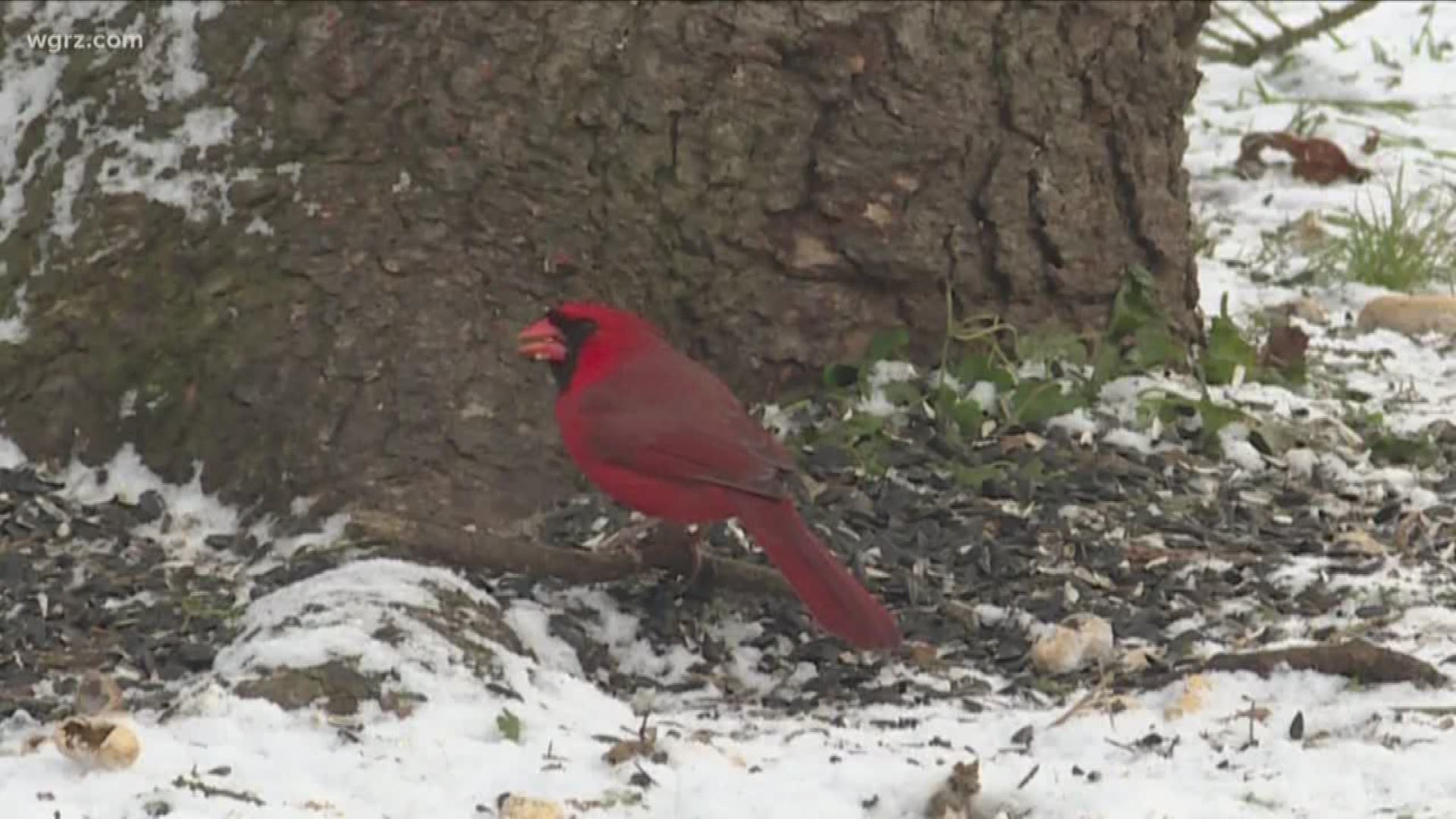 Terry Belke takes a look at how birds survive in Western New York during the winter.