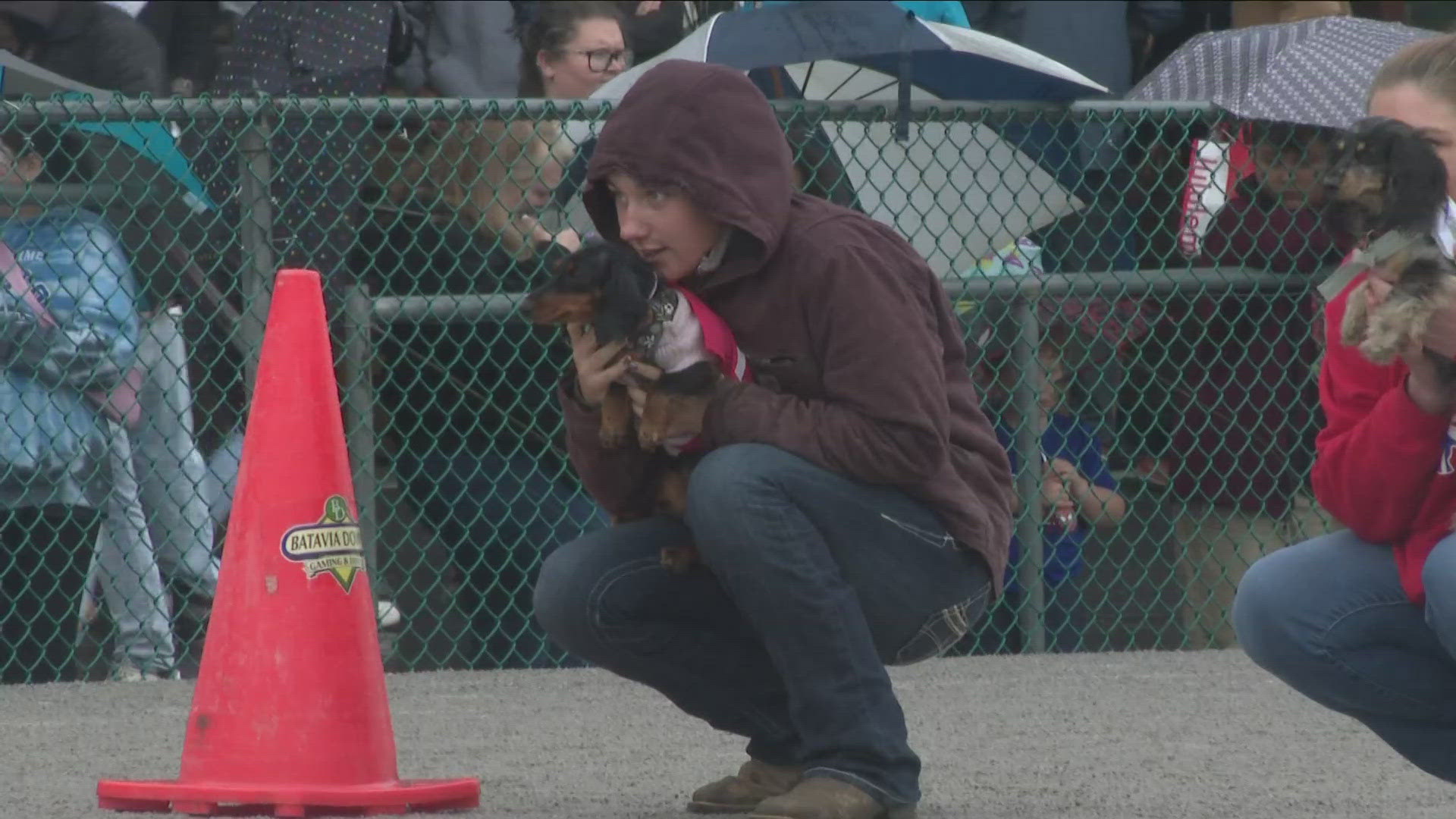 Batavia Downs Gaming welcomed dozens of dachshunds on Sunday for its annual wiener dog race and family fun day.