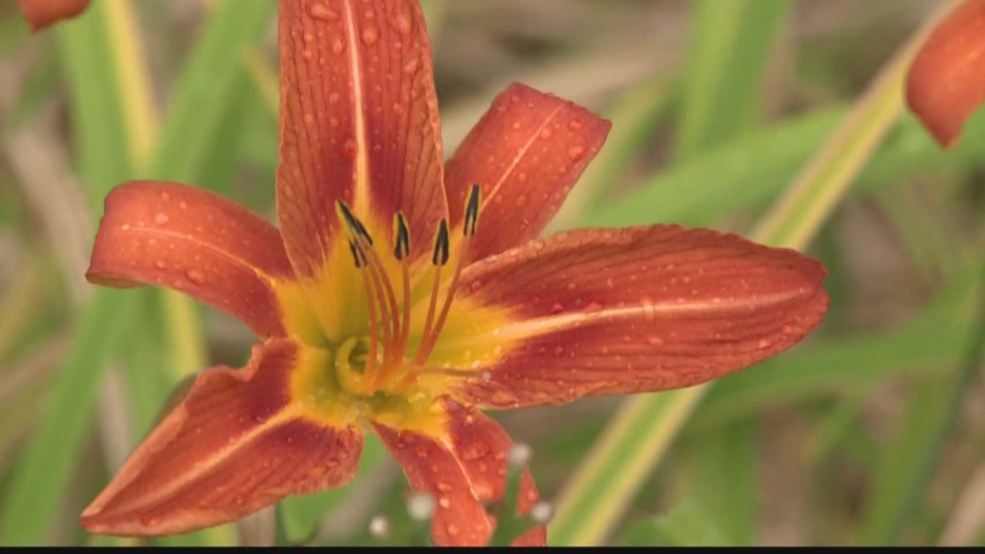 Terry Belke explains the danger of introducing beautiful yet invasive species to Western New York in this week's 2 the Outdoors segment.