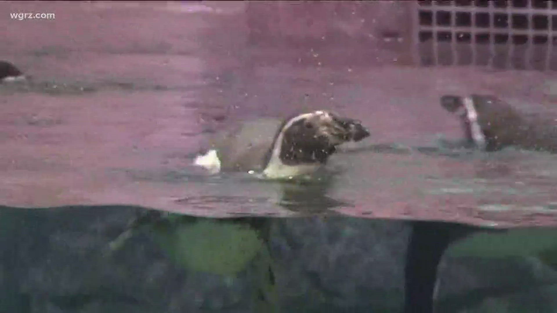 New penguin exhibit opens at Aquarium of Niagara
