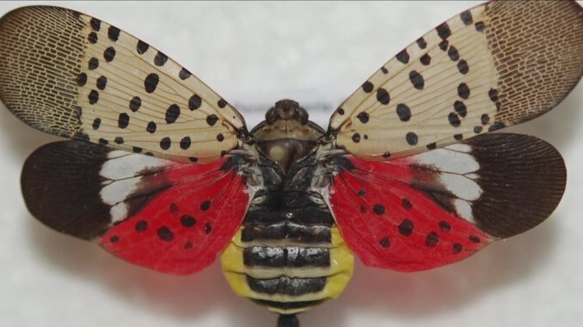 Our state is faced with threats from invasive species such as the spotted lanternfly and giant hogweed