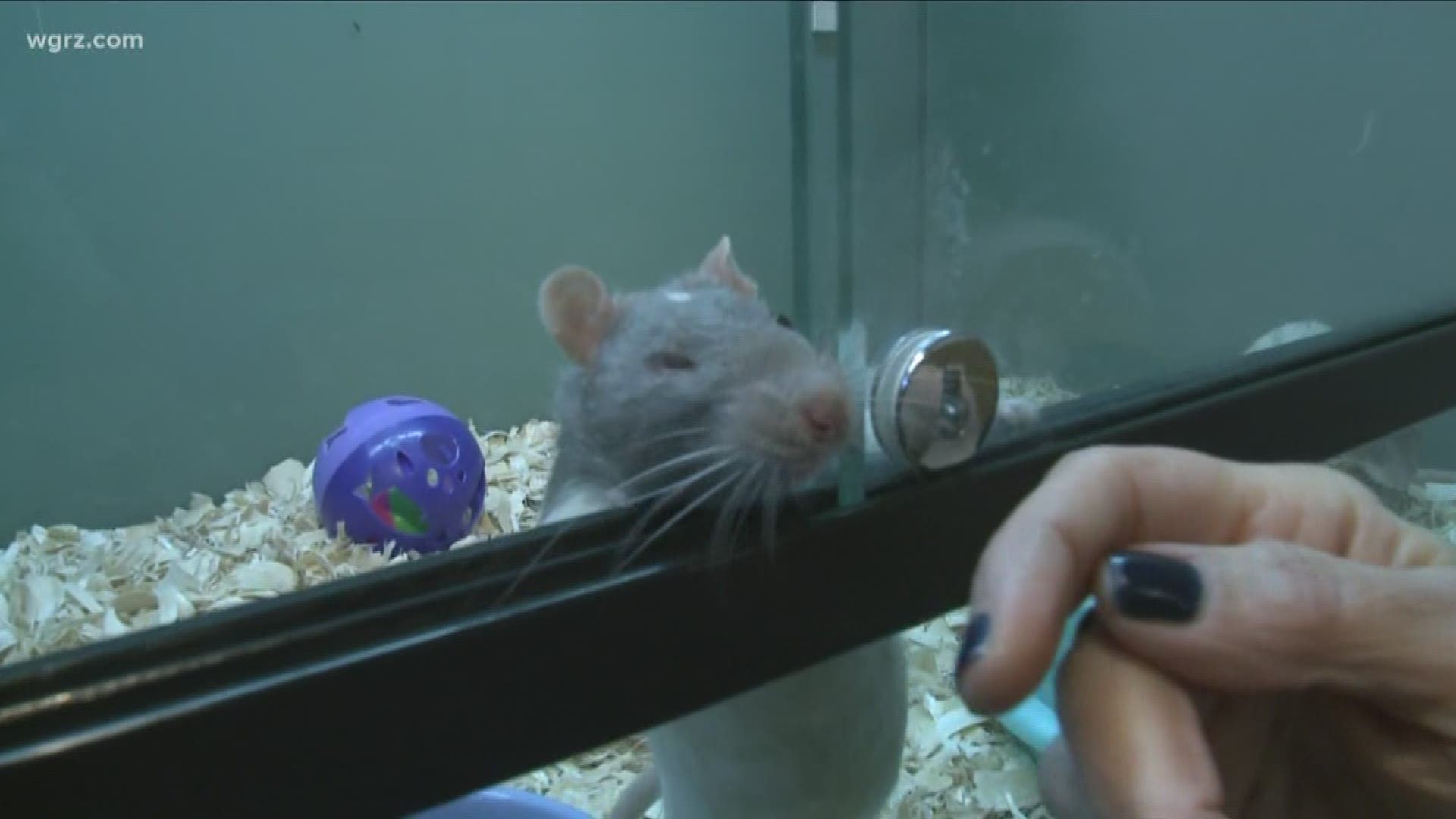 2 the Rescue: Fancy rats in need of homes