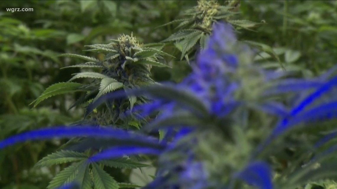 State Cannabis Control Board holds first meeting and expands Medical Cannabis Program - Vimarsana News