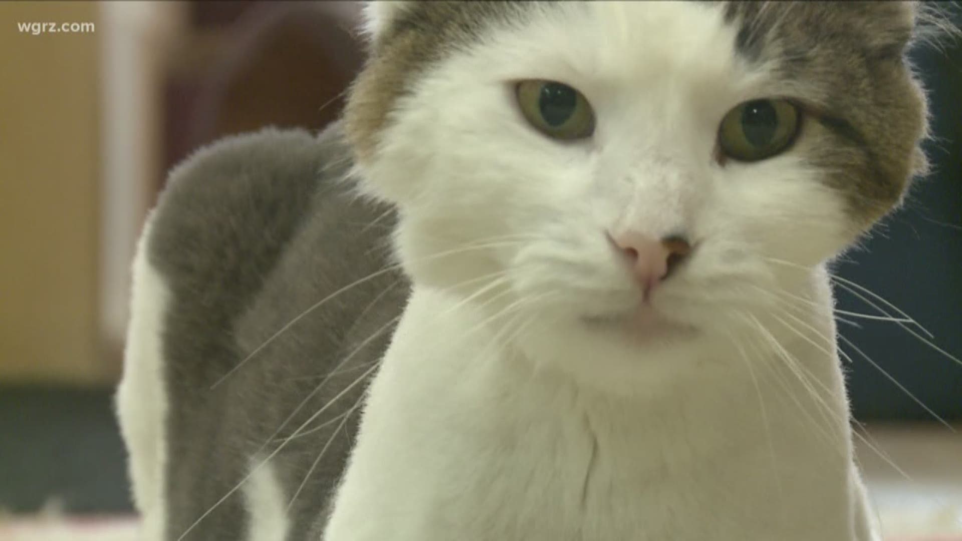 Proposal would change cat adoption law