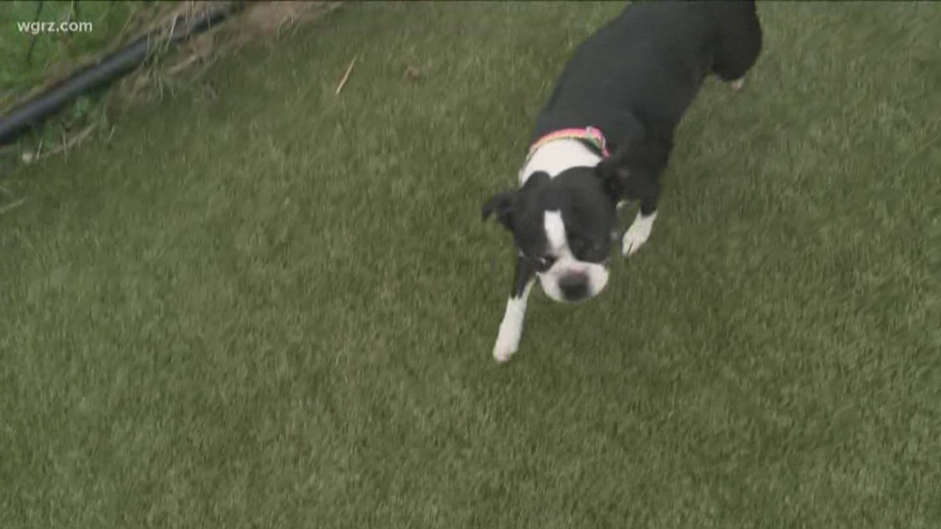 Kevin O'Neill highlites a boston terrier up for adoption on saturday  at the SPCA