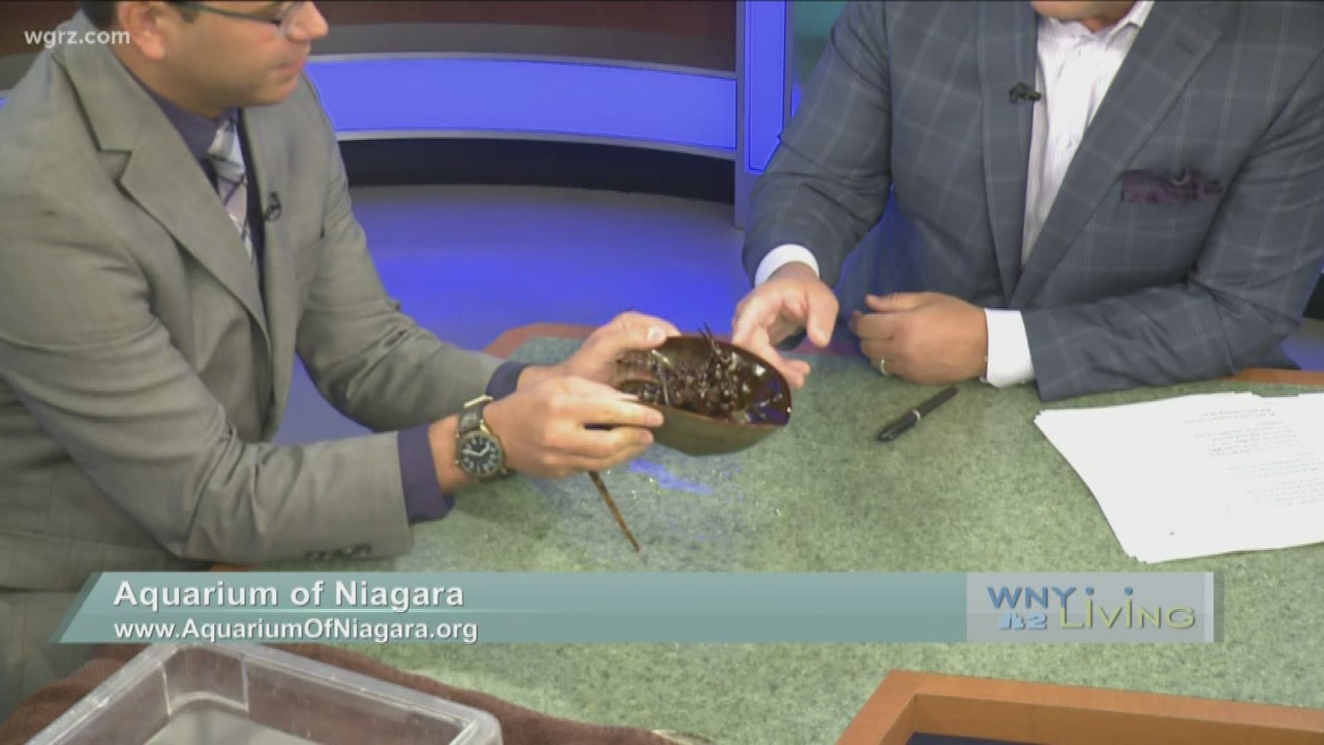 October 26 - Aquarium of Niagara (THIS VIDEO IS SPONSORED BY AQUARIUM OF NIAGARA)