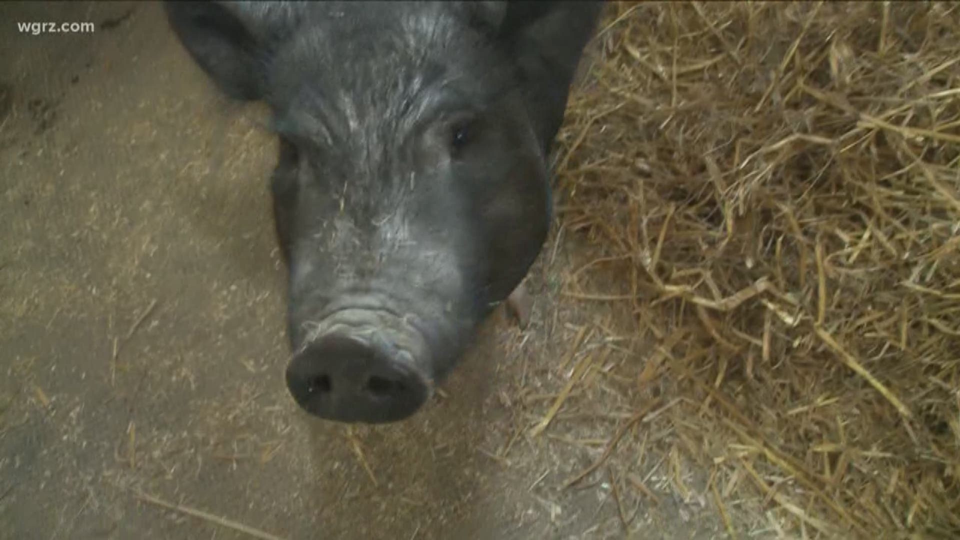 2 the Rescue: Ollie the Pig is looking for a good home at a local home.