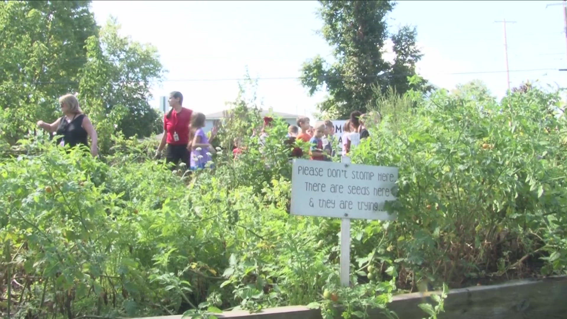 AFTER PICKING THE VEGETABLES, THEY WILL BE INCORPORATED INTO FRIDAY'S SCHOOL LUNCH, ALLOWING STUDENTS TO TRY VEGETABLES THAT THEY MAY HAVE NEVER TRIED,