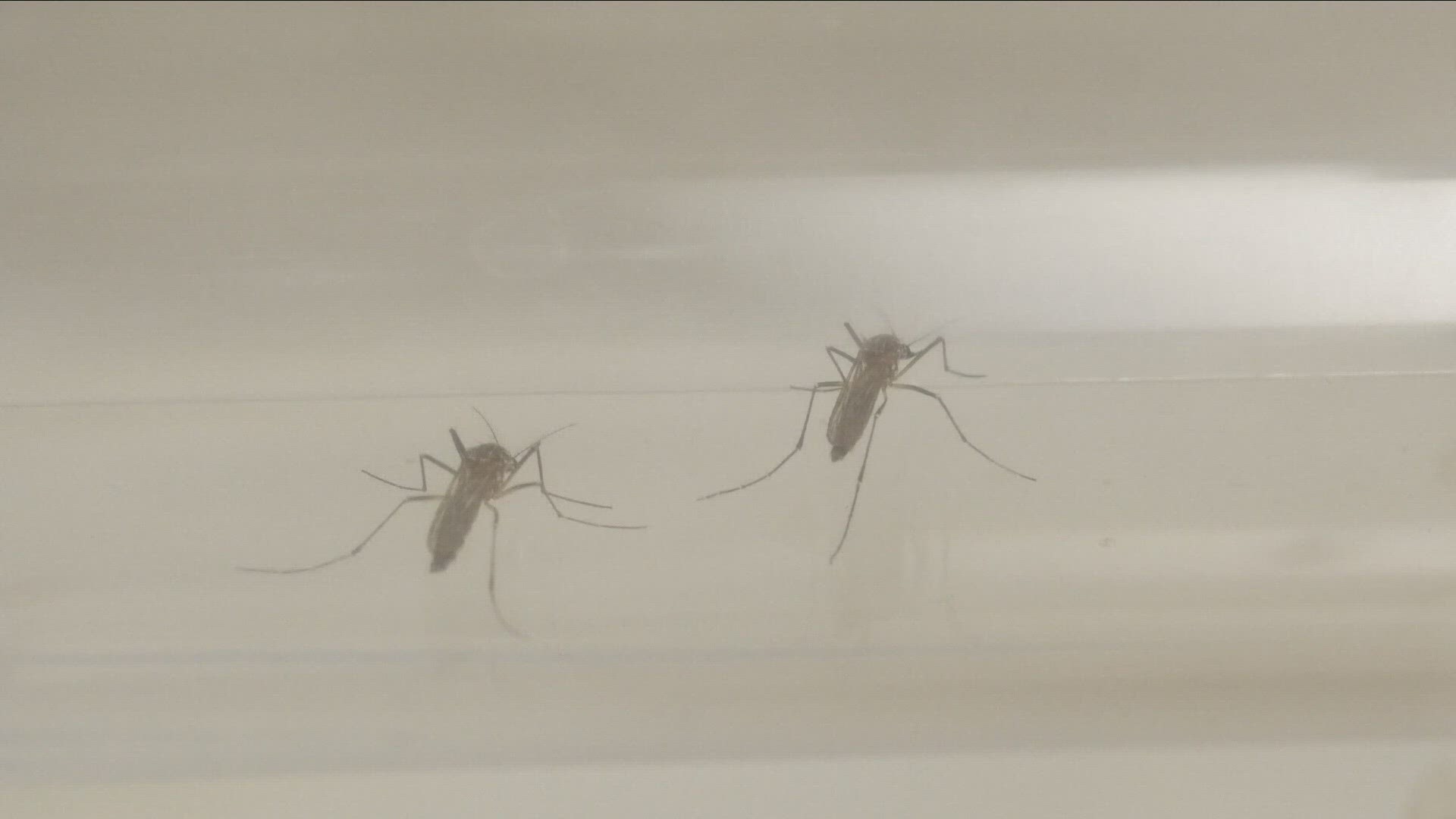 While WNY's mosquito population appeared down in early summer, experts say their numbers were likely reduced by conditions prior to the smoky invasion from up north