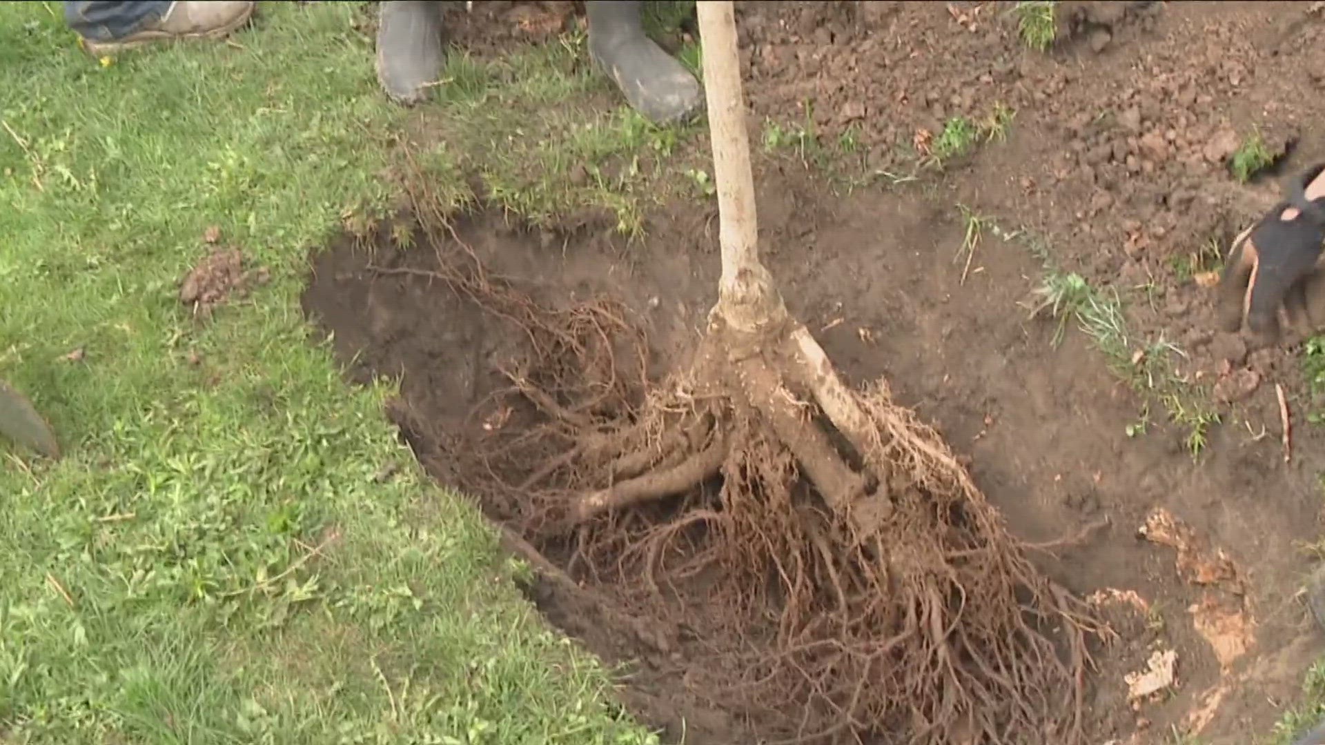 Buffalo cutting down twice as many trees than they are planting.