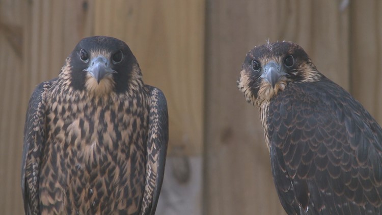 Why Peregrines Have Made a Comeback in Cities - The Allegheny Front
