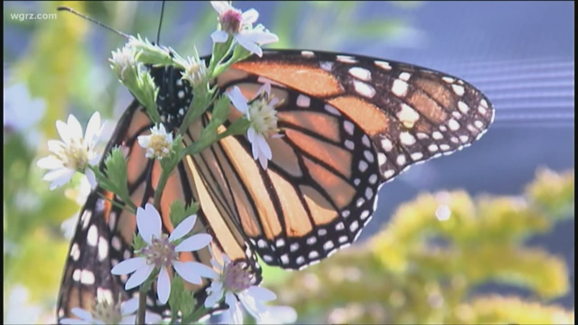 Eastern Monarch Butterfly Farm leads local efforts to preserve the species.