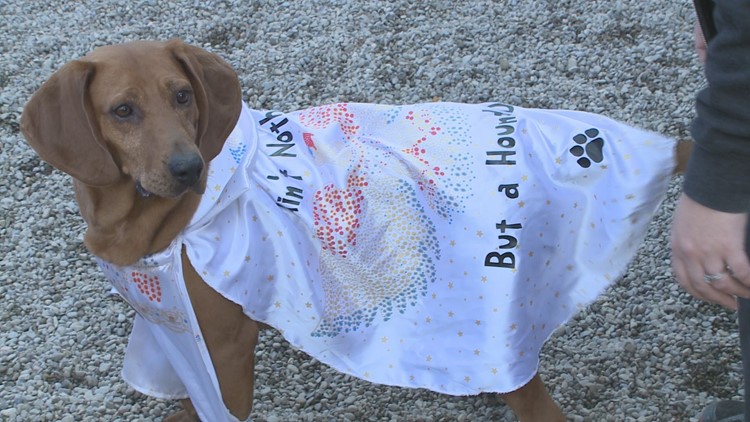 buffalo bills dog costume