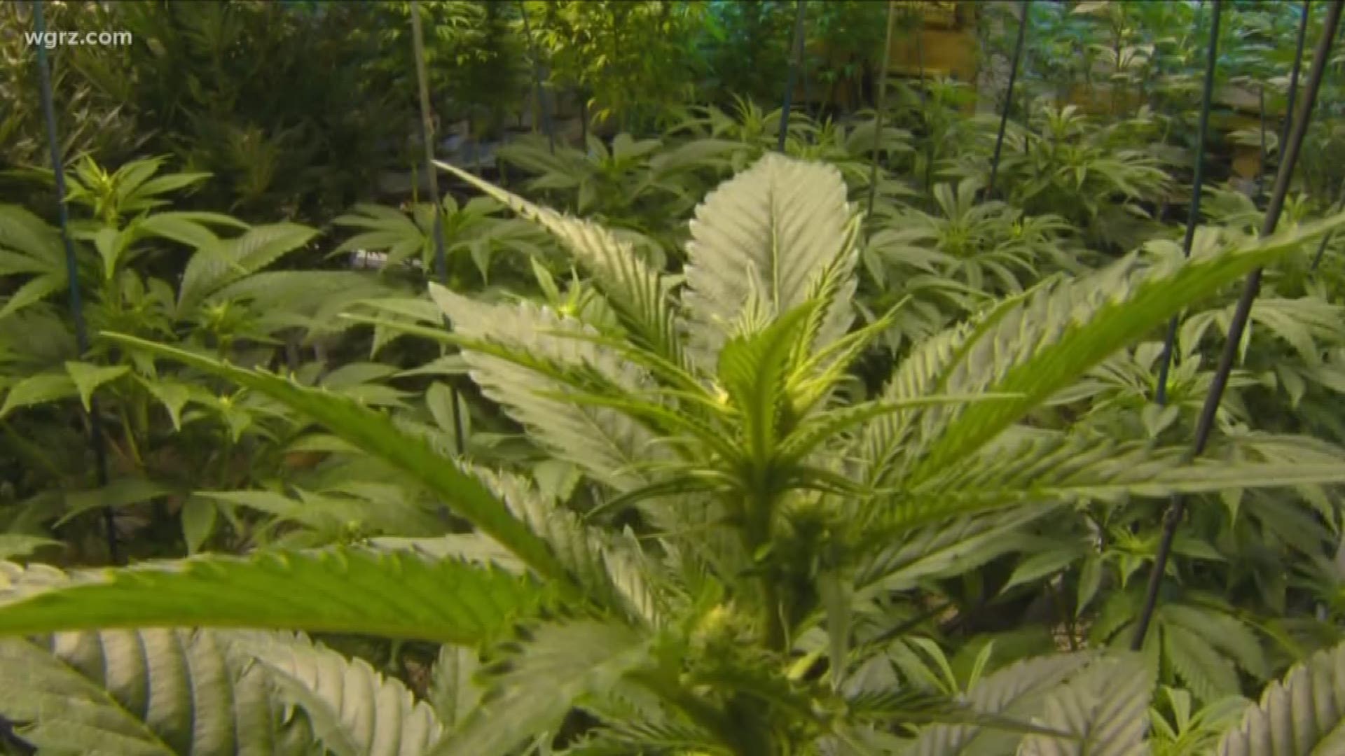 State Counties Say "No" To Legal Marijuana