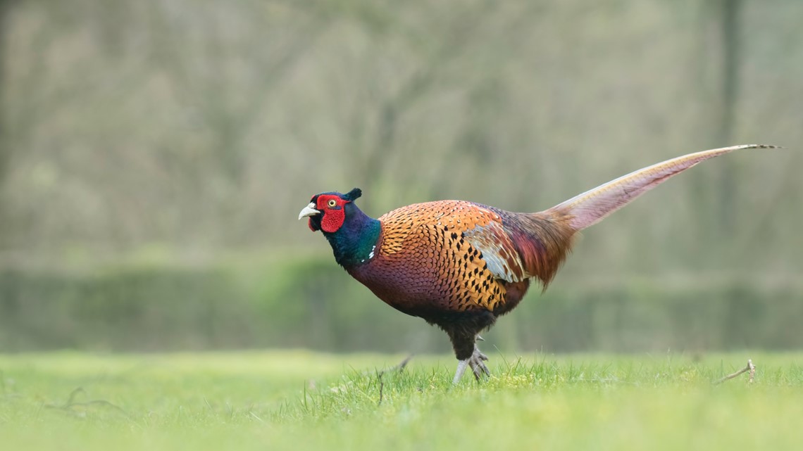 Pheasant hunting now underway across Western New York
