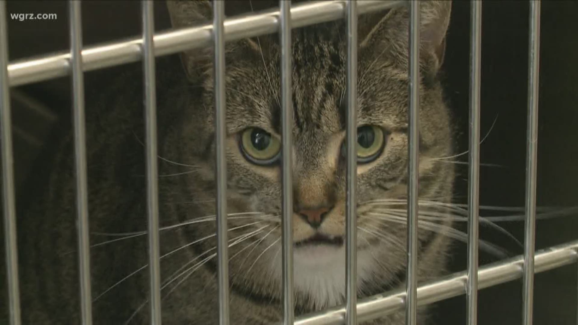 They're cutting adoption fees in half for all cats one years and older.