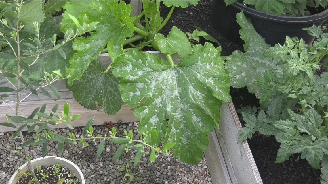 2 The Garden how to stop the spread of powdery mildew on your plants