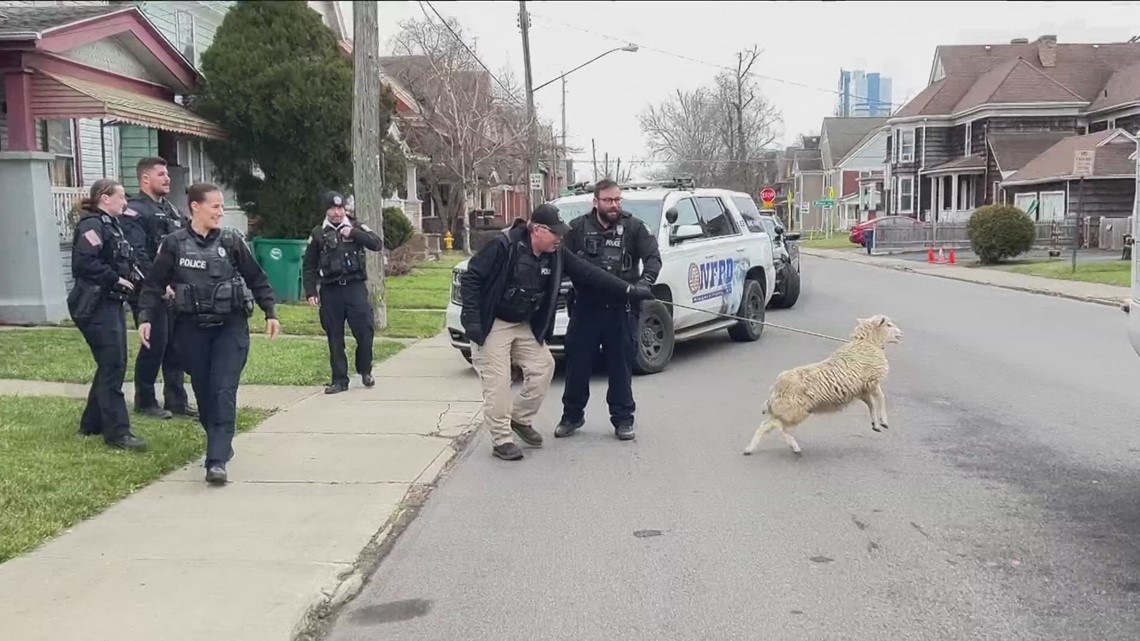 Stray sheep corralled in Niagara Falls | wgrz.com