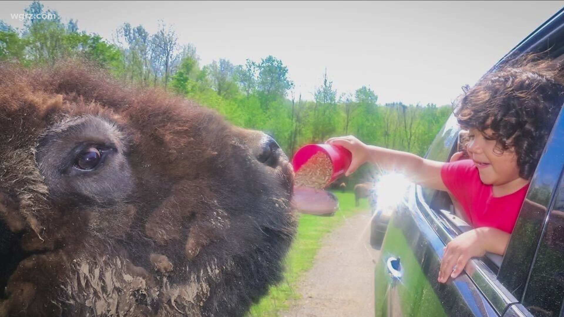 drive thru animal safari