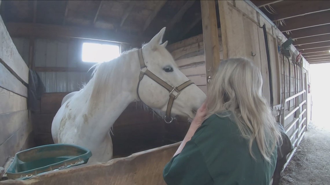 Niagara County woman rescues horses - Vimarsana News