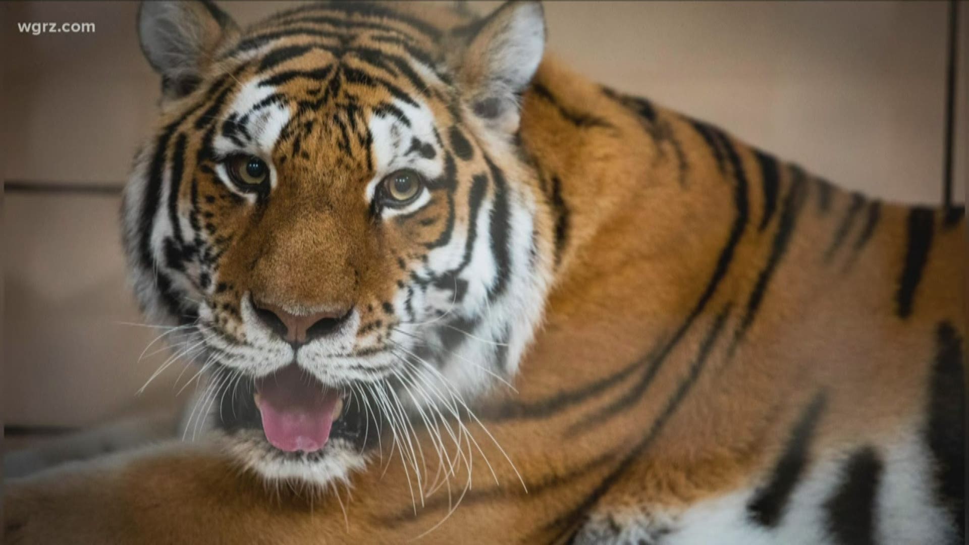 Buffalo Zoo welcomes new amur tiger 'Zhanna'