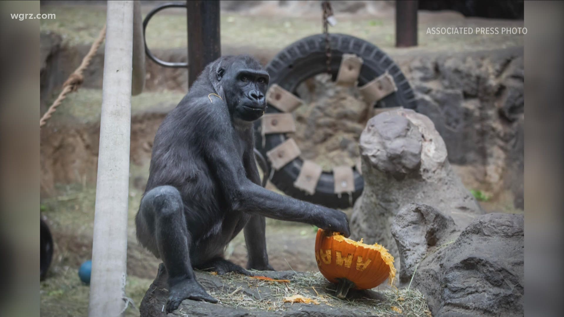 Amari the Gorilla moves to Atlanta zoo to start her own family