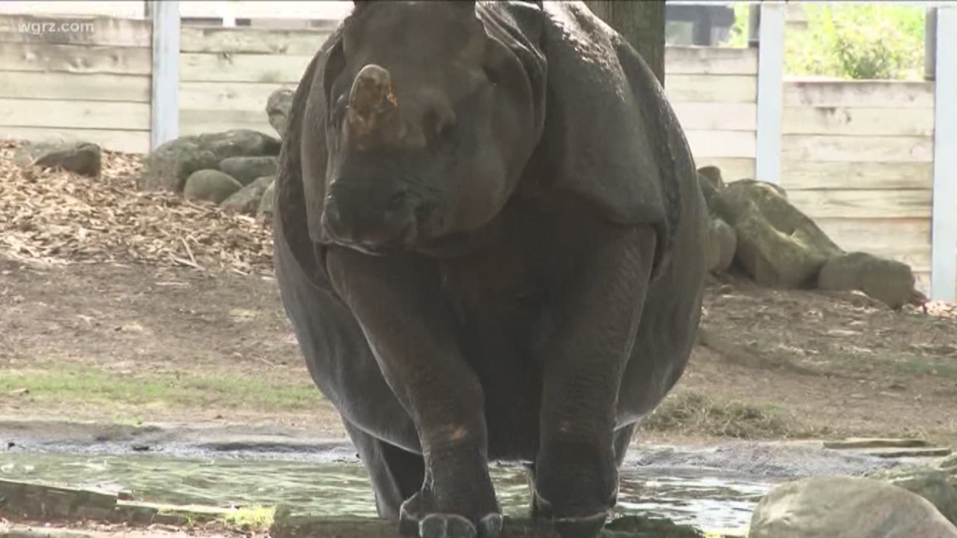 Rhino Pregnant At Buffalo Zoo