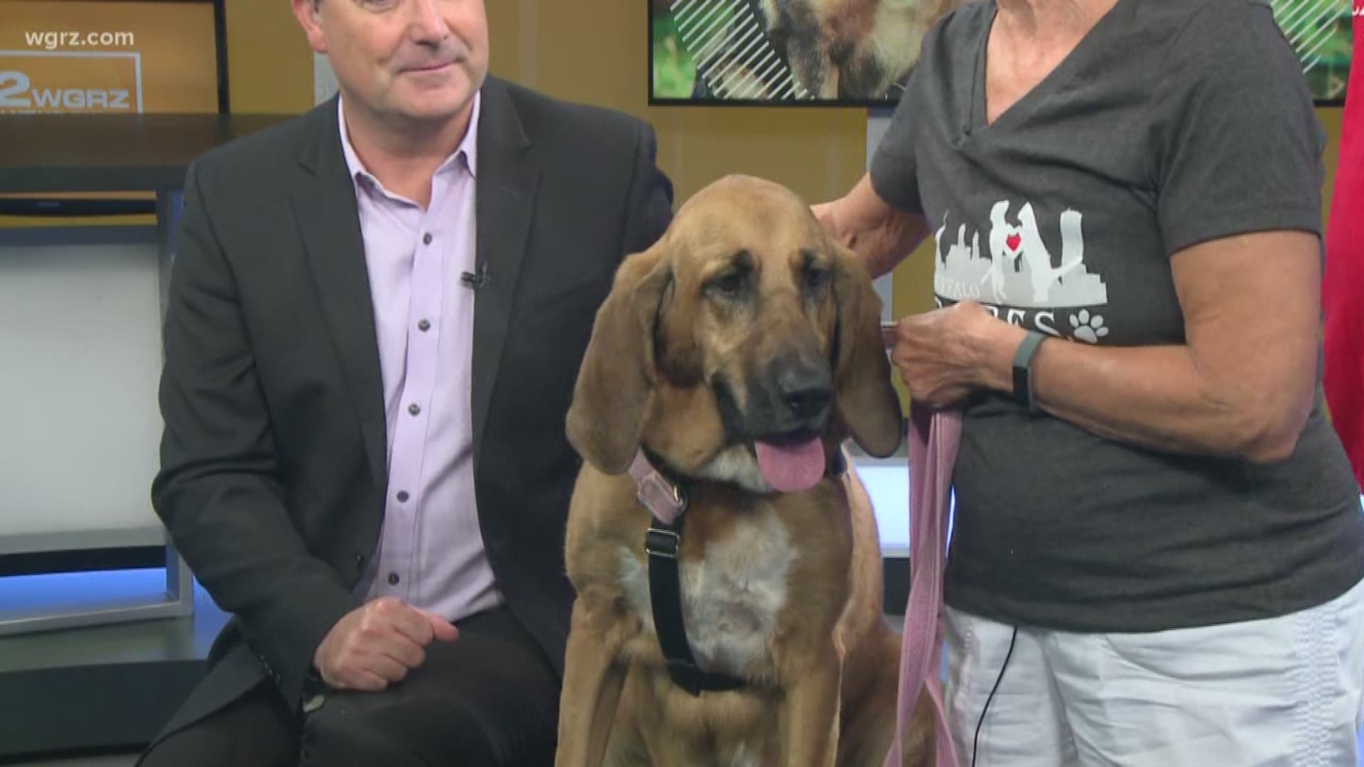 Brickle is a four-year-old female bloodhound mix who loves walks and playing with her stuffed toys. She's up for adoption from Buffalo Cares.
