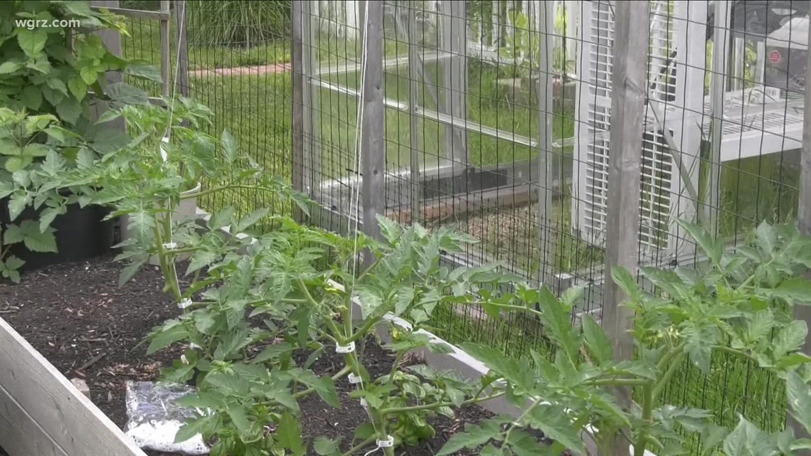 2 the Garden: How to stake tomato plants