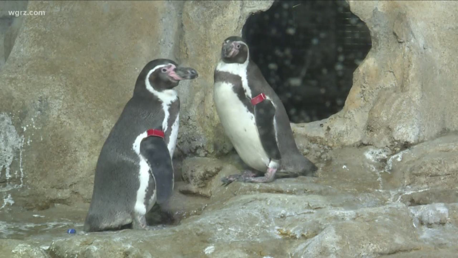 One of the goals for the aquarium is to expand and create a more realistic habitat for the seals and sea lions living there.