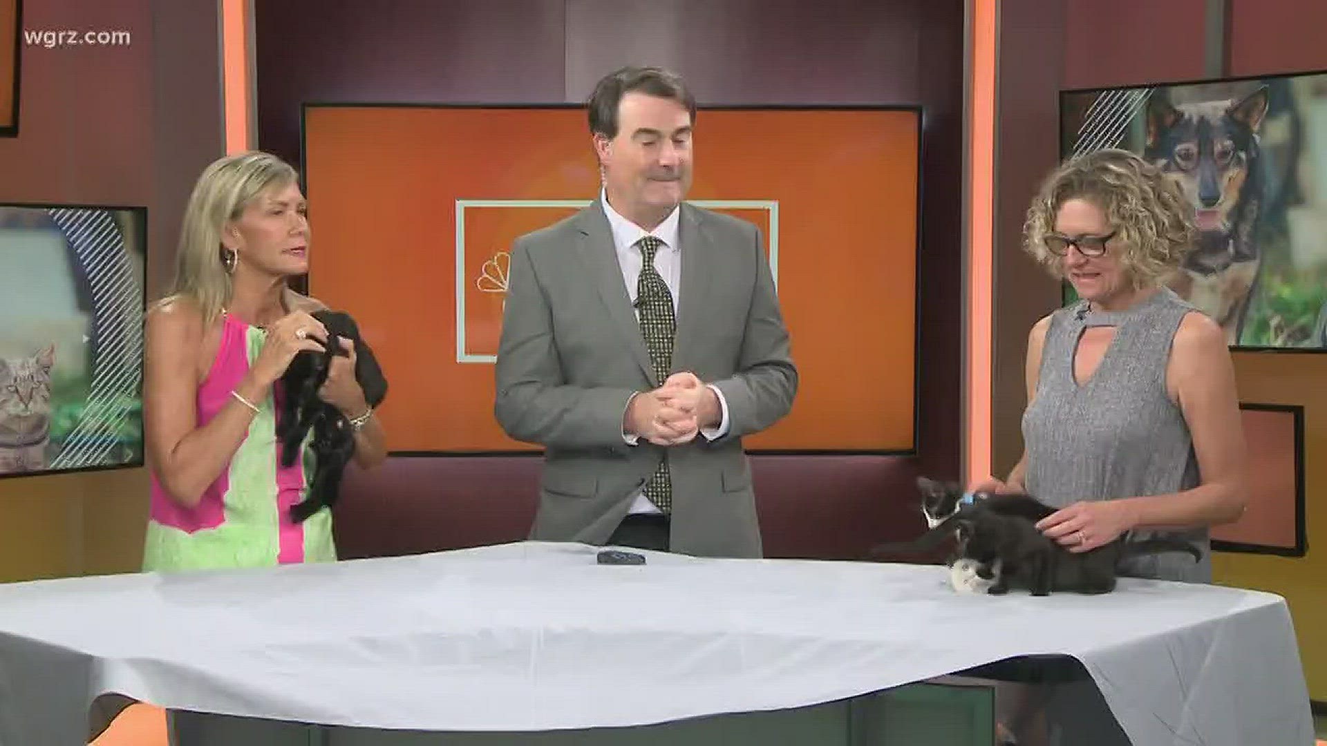 They were herding cats on Daybreak! A cat and three kittens are up for adoption from the Buffalo Animal Shelter and need loving homes.
