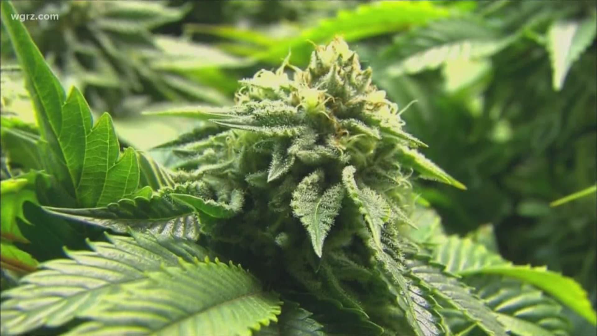 NYS Police Chiefs Oppose Legal Pot