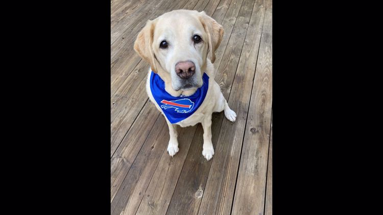 PHOTOS: Bills Mafia dogs