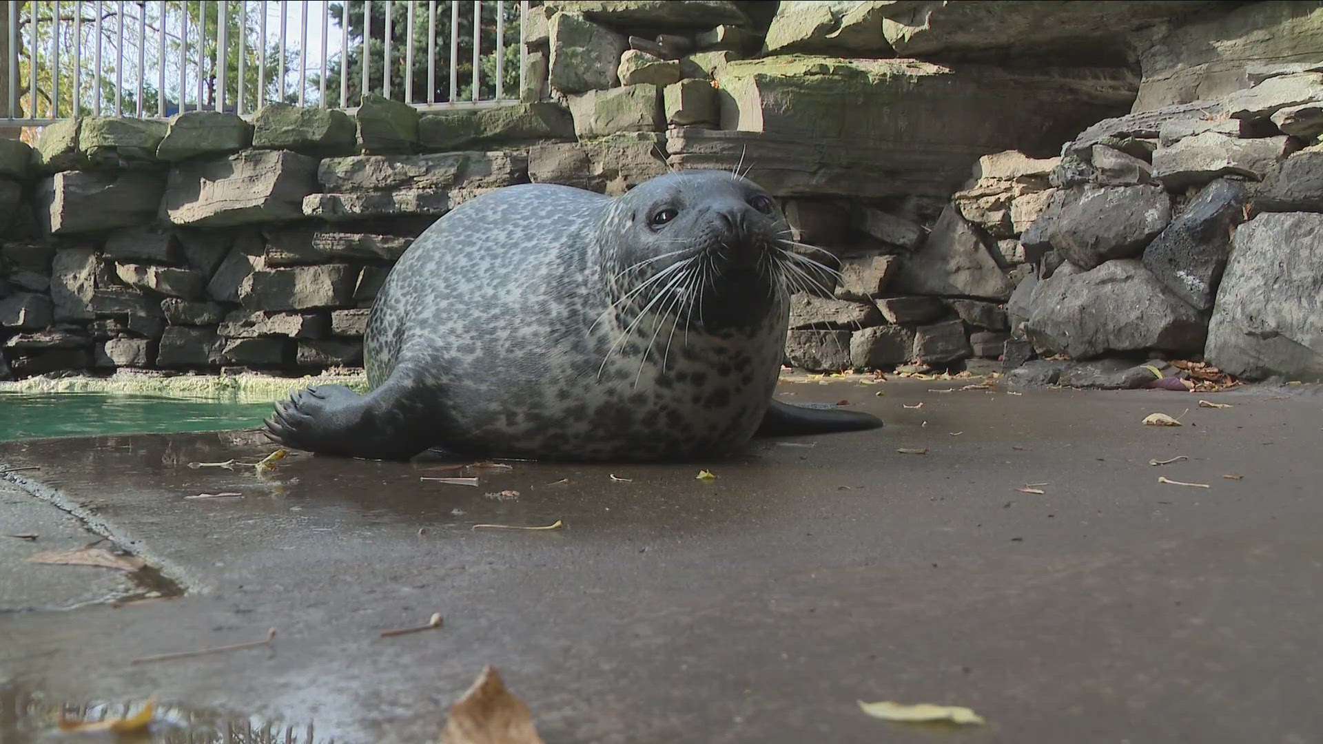 Stryker the Seal will make his winter weather outlook today 11/1/24