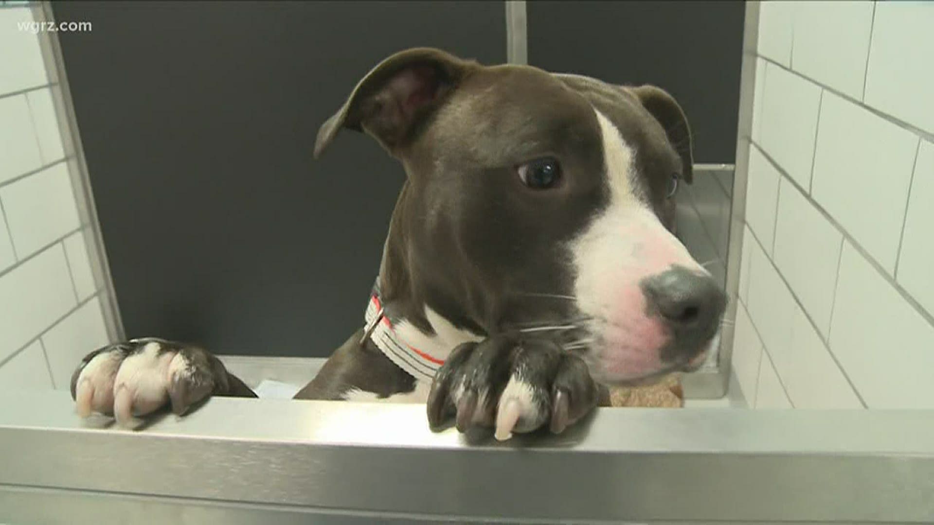 Hundreds of animals have been adopted in Western New York during the coronavirus pandemic, but others are still in need of homes.