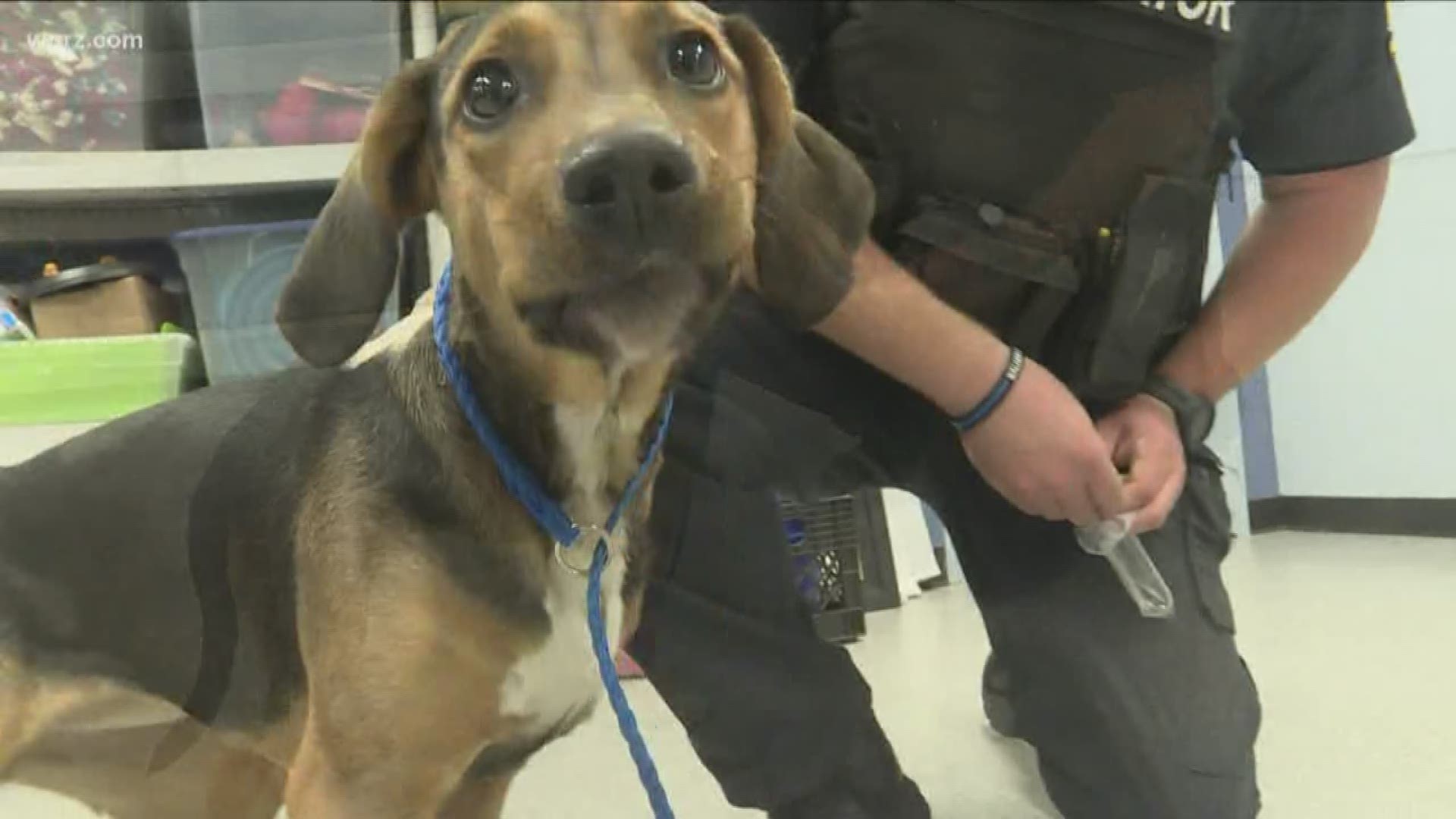 Police say dog was stabbed over jealousy