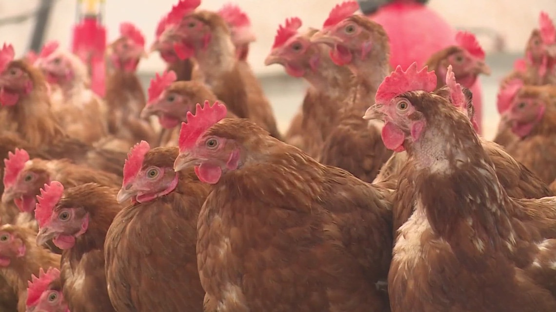 NYSDEC reminds New Yorkers to be mindful of Bird Flu