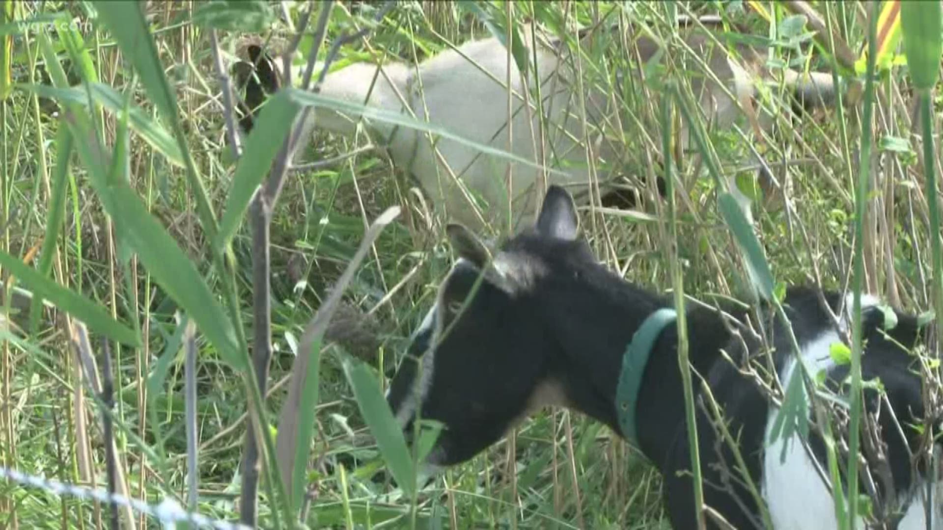 "Goatscaping" has moved to Buffalo's South Park near the Botanical Gardens.