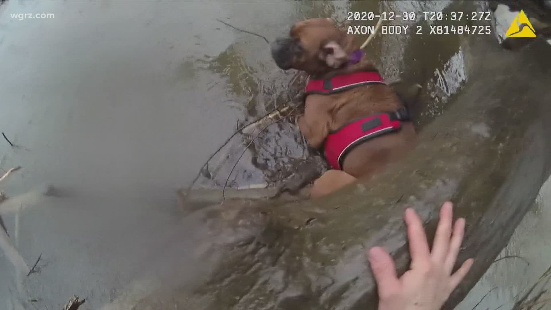 Police rescue dog in Ellicott Creek