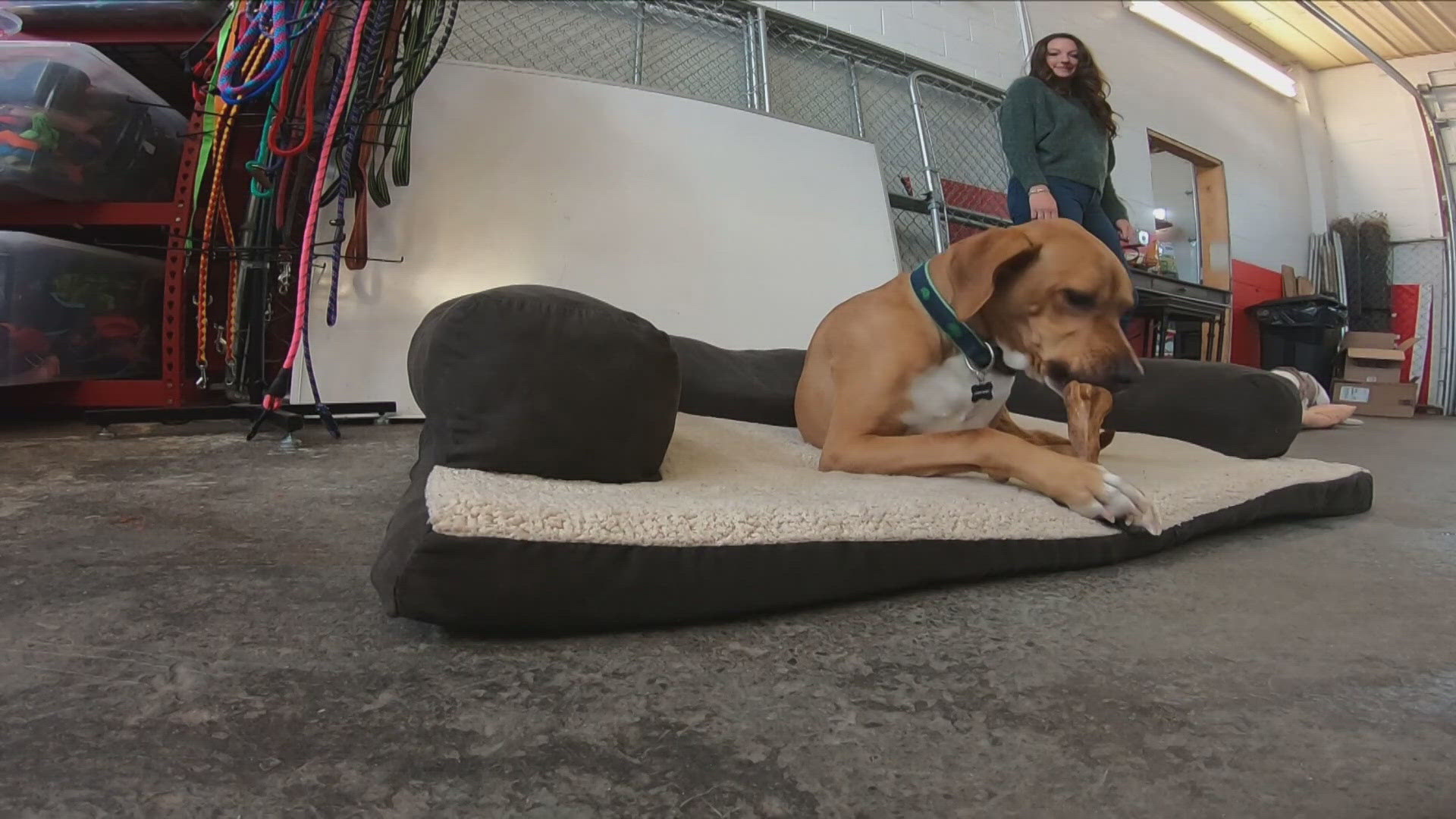 Buffalo is 'very close' to a new animal shelter deal, according to Acting Mayor Chris Scanlon.