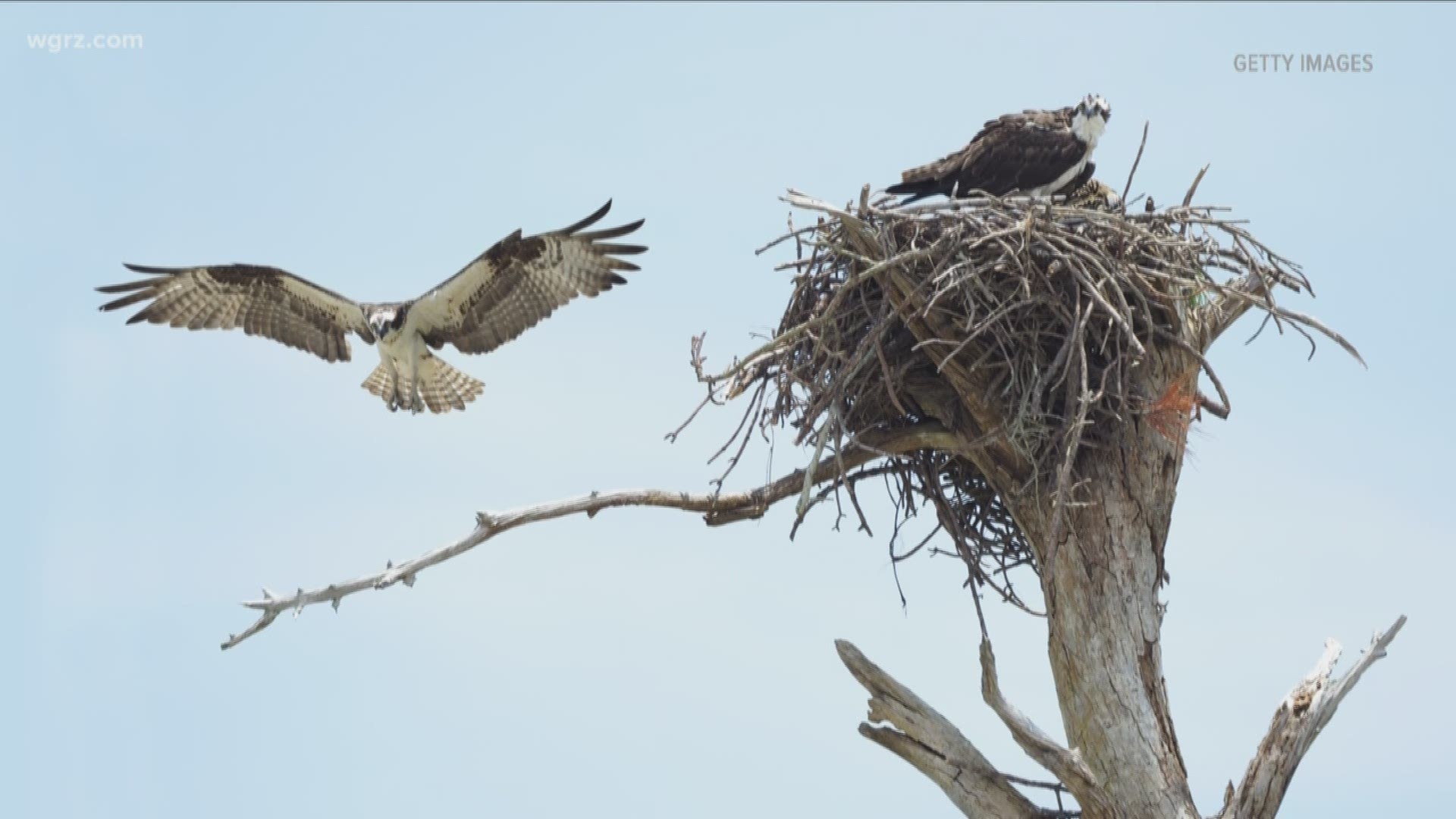 Tifft Nature Preserve Introduces Osprey Camera